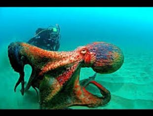 The low-down on octopus, including the giant Pacific ones that can weigh 350 pounds and be 30 feet in length